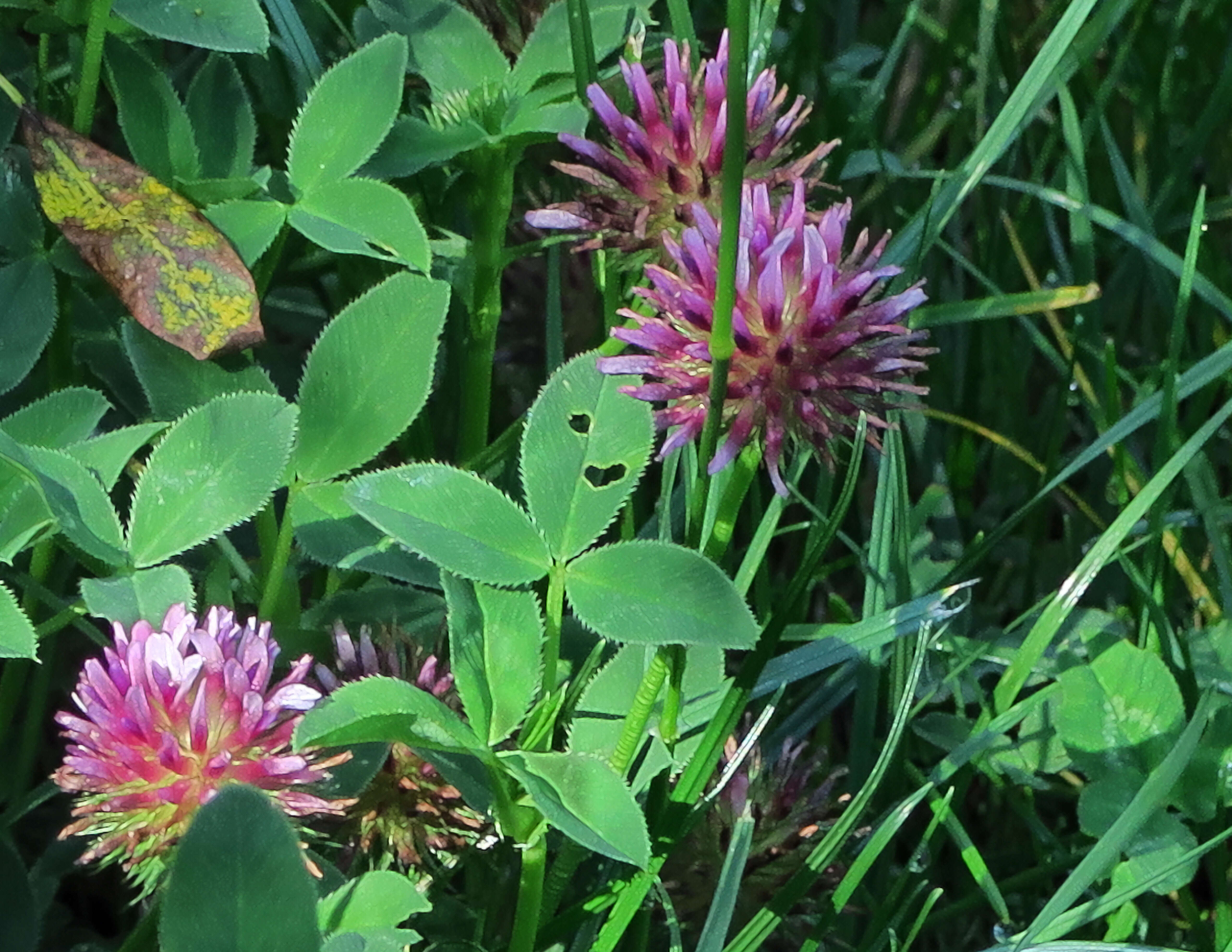 Imagem de Trifolium wormskioldii Lehm.