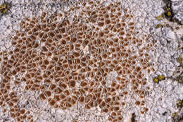 Image of Firedot lichens