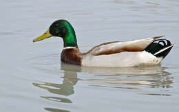 Image of Common Mallard