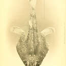Image de Malthopsis jordani Gilbert 1905