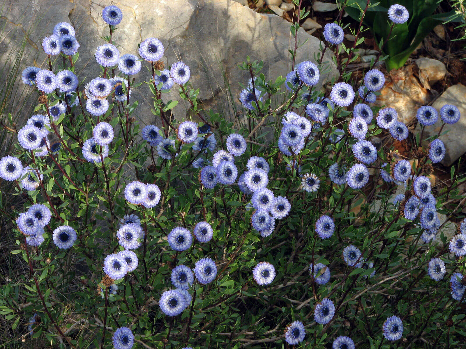 Image of Globe Daisies