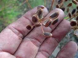 Imagem de Lomatium multifidum (Nutt.) R. P. Mc Neill & Darrach