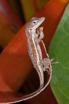 Image of Anguilla Bank Anole