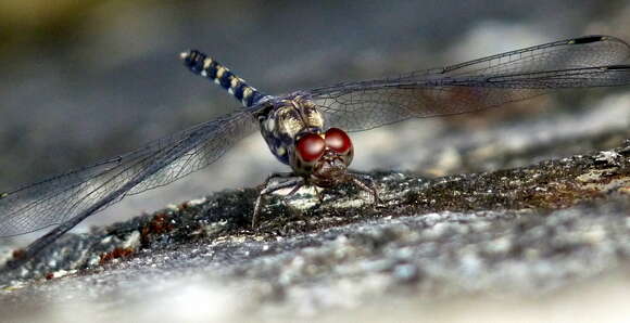 Image of Bradinopyga geminata (Rambur 1842)