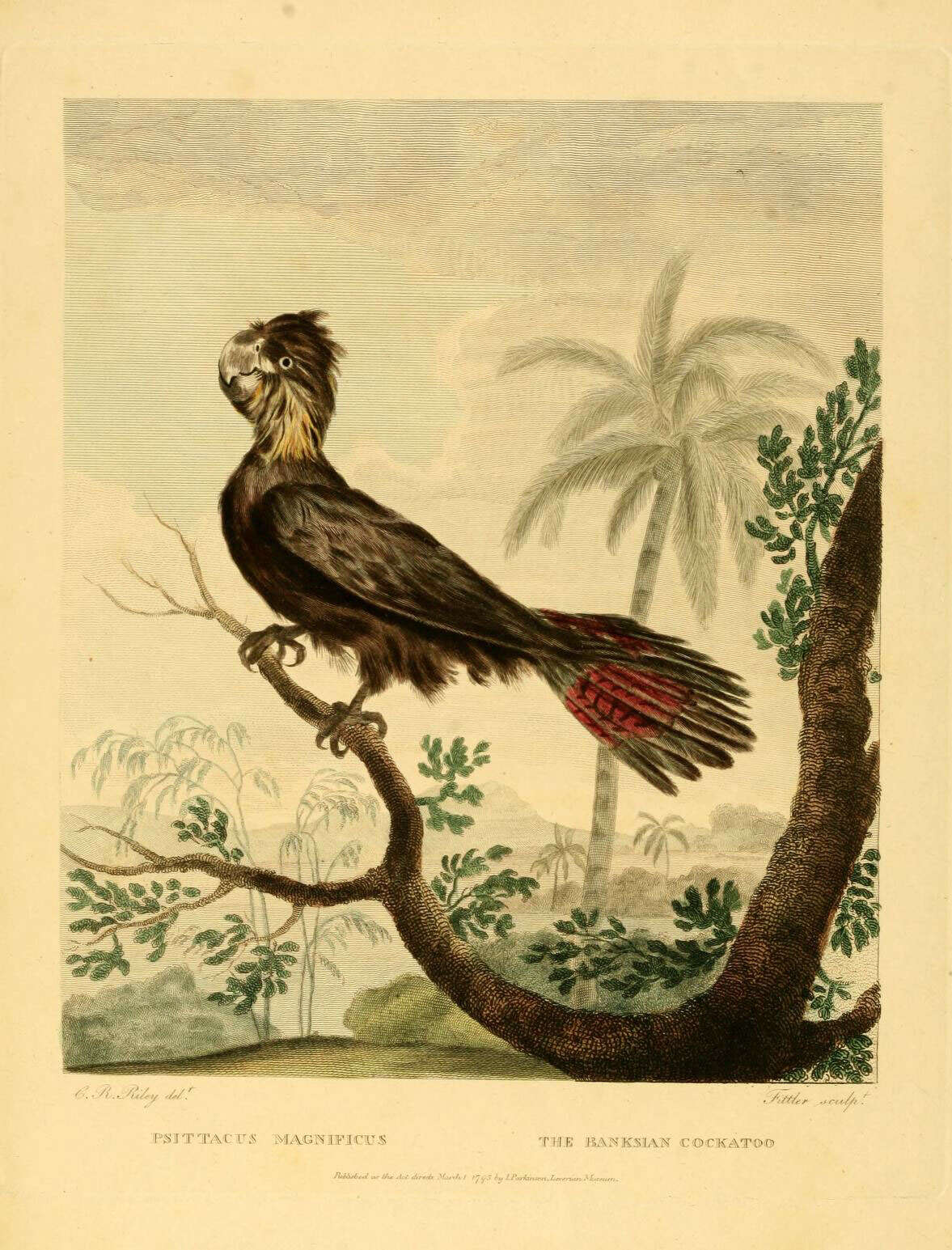 Image of Calyptorhynchus Desmarest 1826