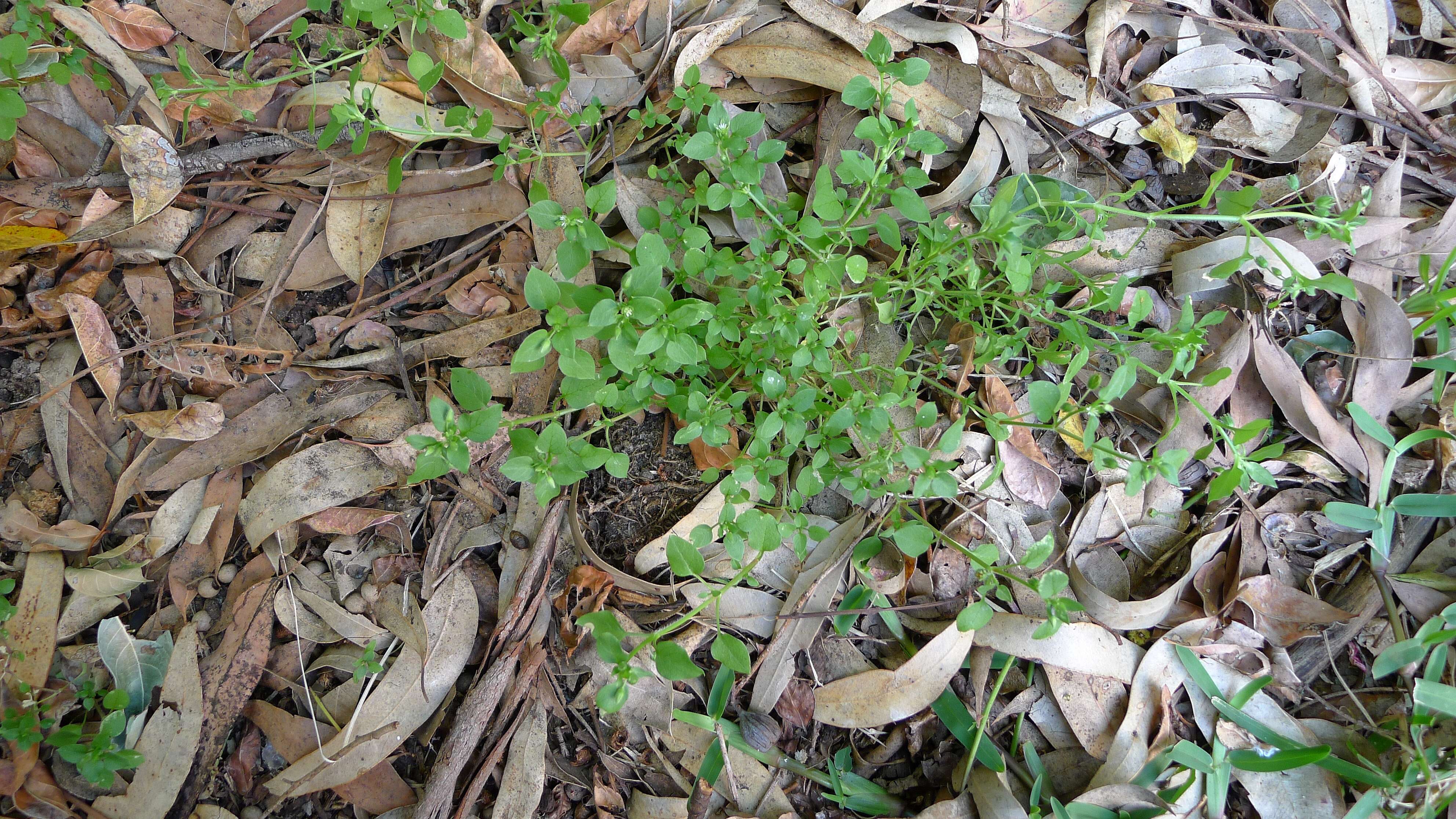 Image of common chickweed