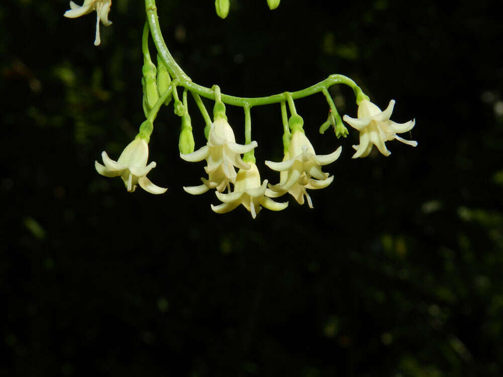 Image of West Indian milkberry