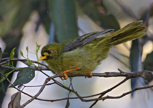 Image of Bell Miner