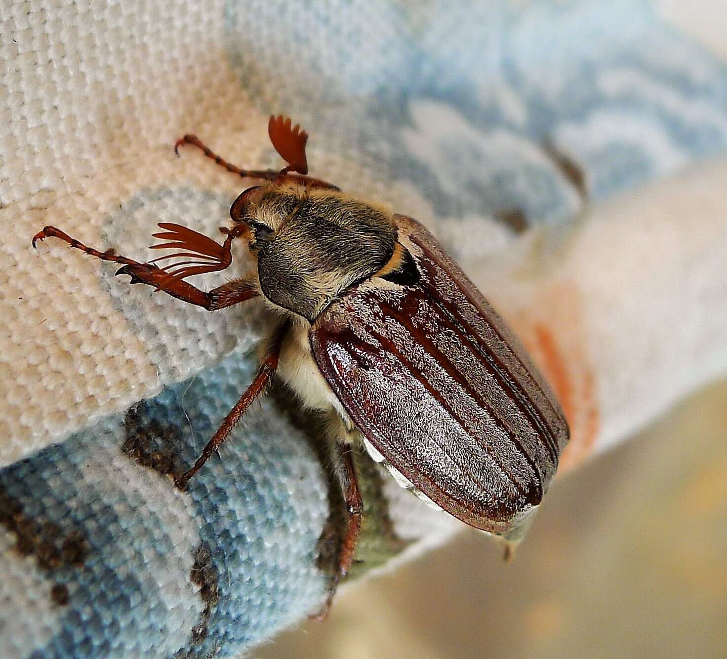 Image of Common cockchafer