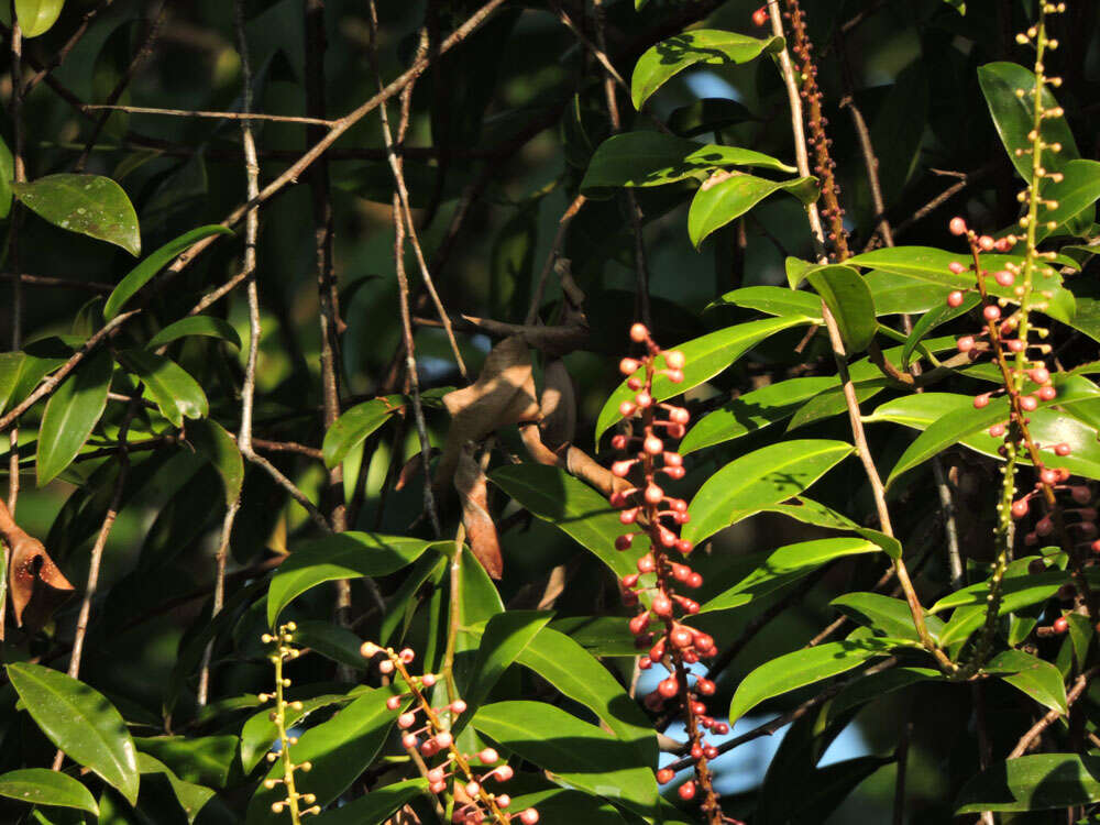 Image of Sarcopera sessiliflora (Triana & Planch.) H. G. Bedell