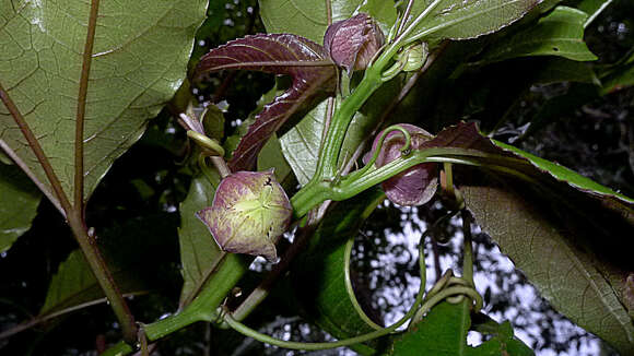 Image of Passiflora cacao Bernacci & M. M. Souza