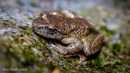 Image of tailed frogs