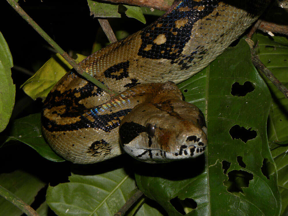 Boa constrictor Linnaeus 1758 resmi