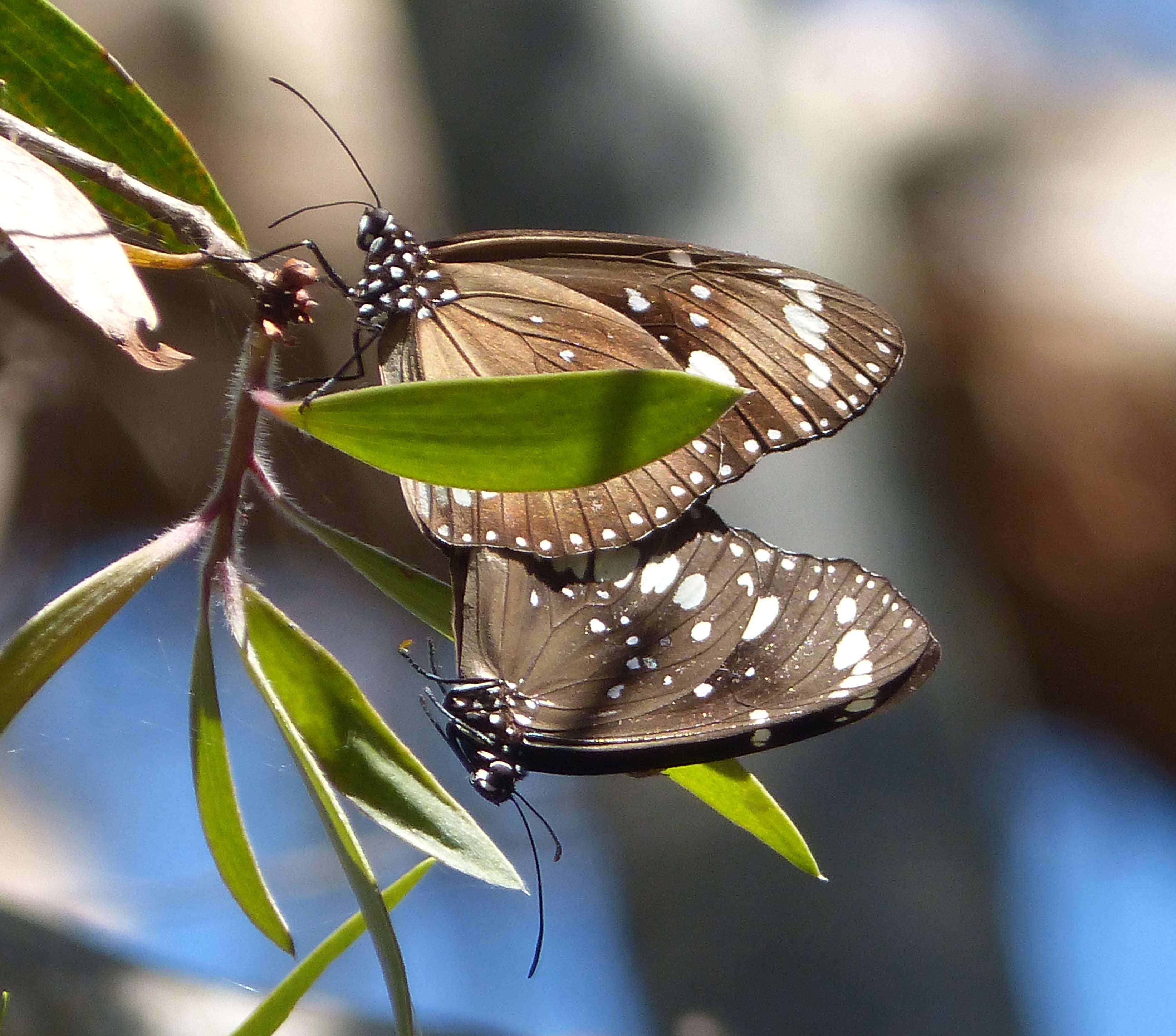 Image of Euploea