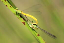 Image of Ceriagrion melanurum Selys 1876