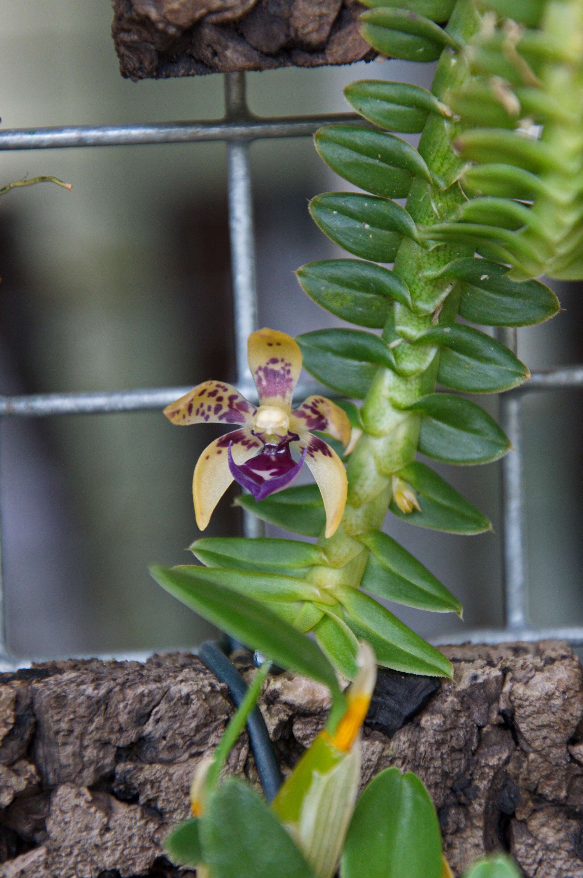 Image of Leafystem orchid