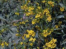 Image of orange wattle