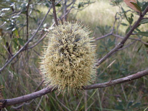 Image of Banksia oblongifolia Cav.