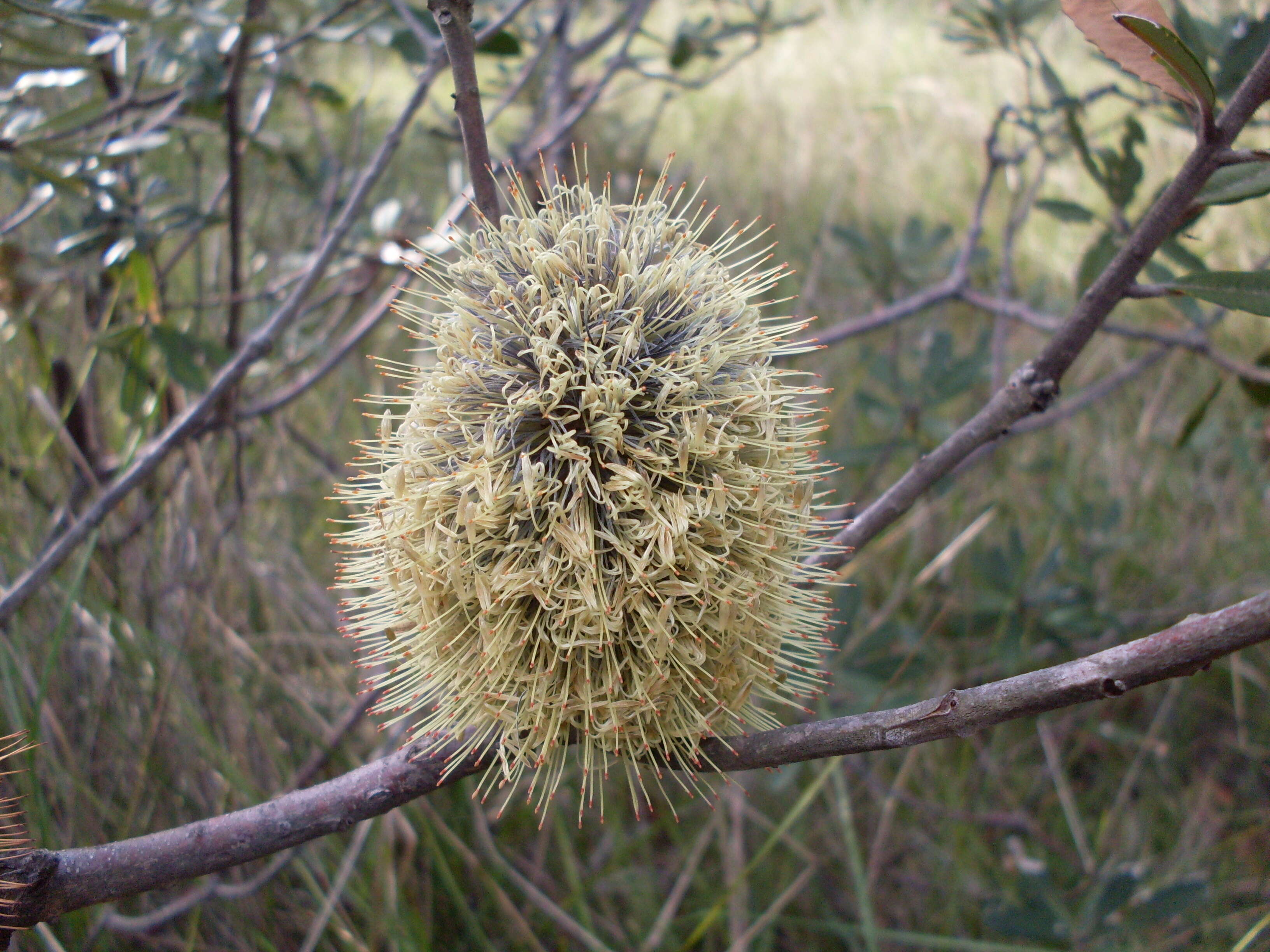 Image of banksia