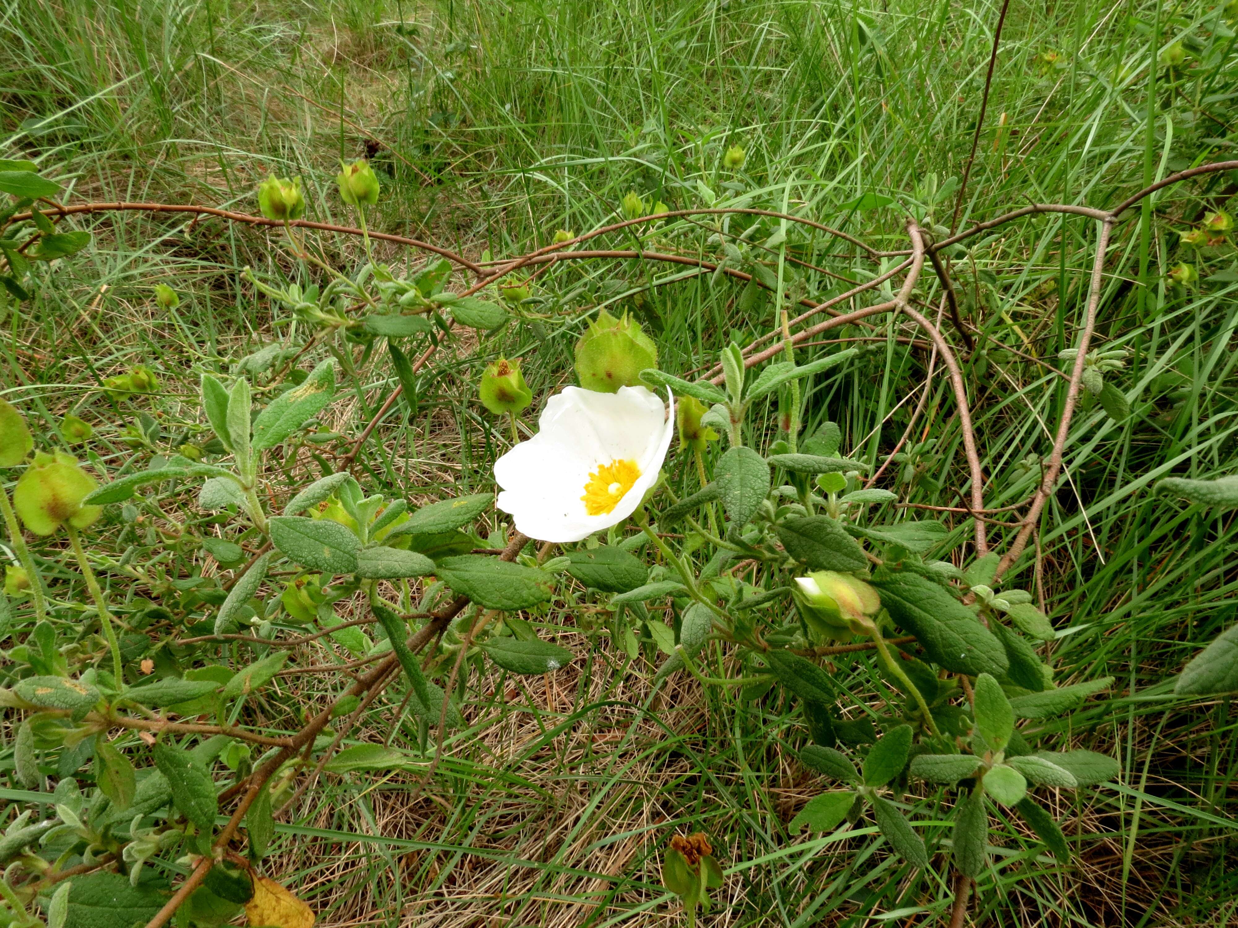 Image of Rockrose