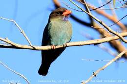 Image of Dollarbird