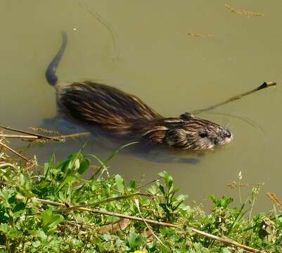 Image of muskrat