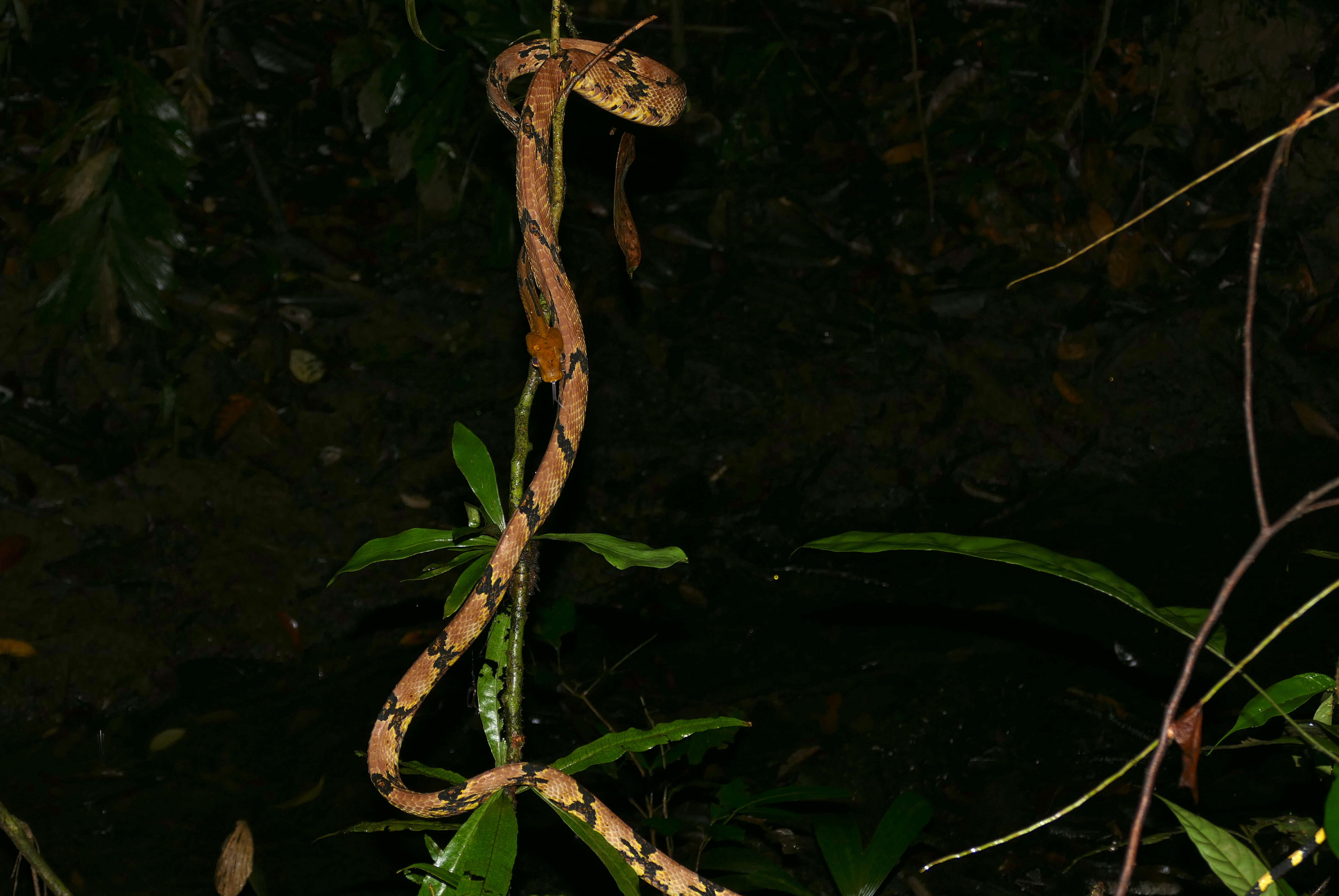 Image of Cat Snakes