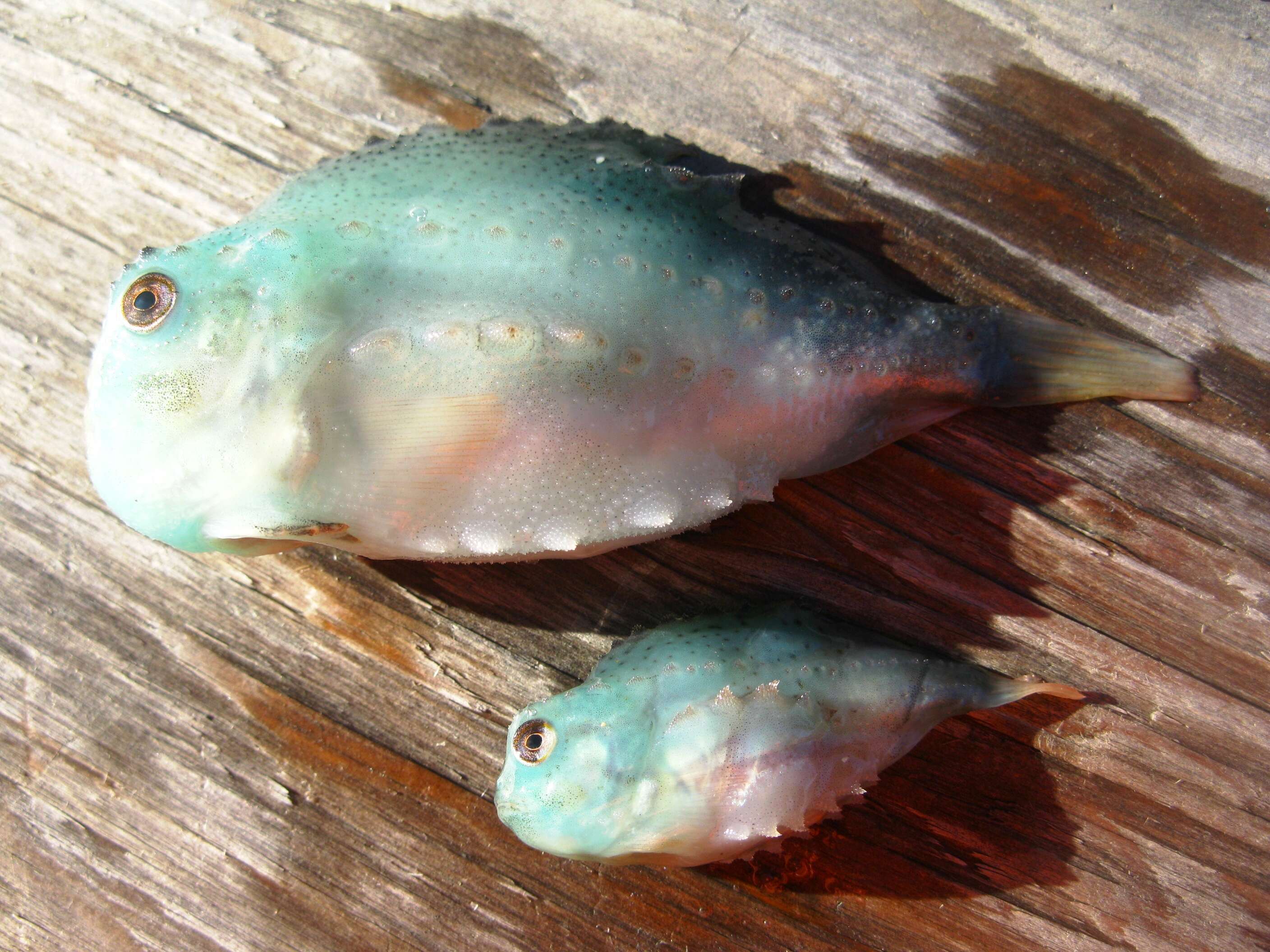 Image of lumpfishes