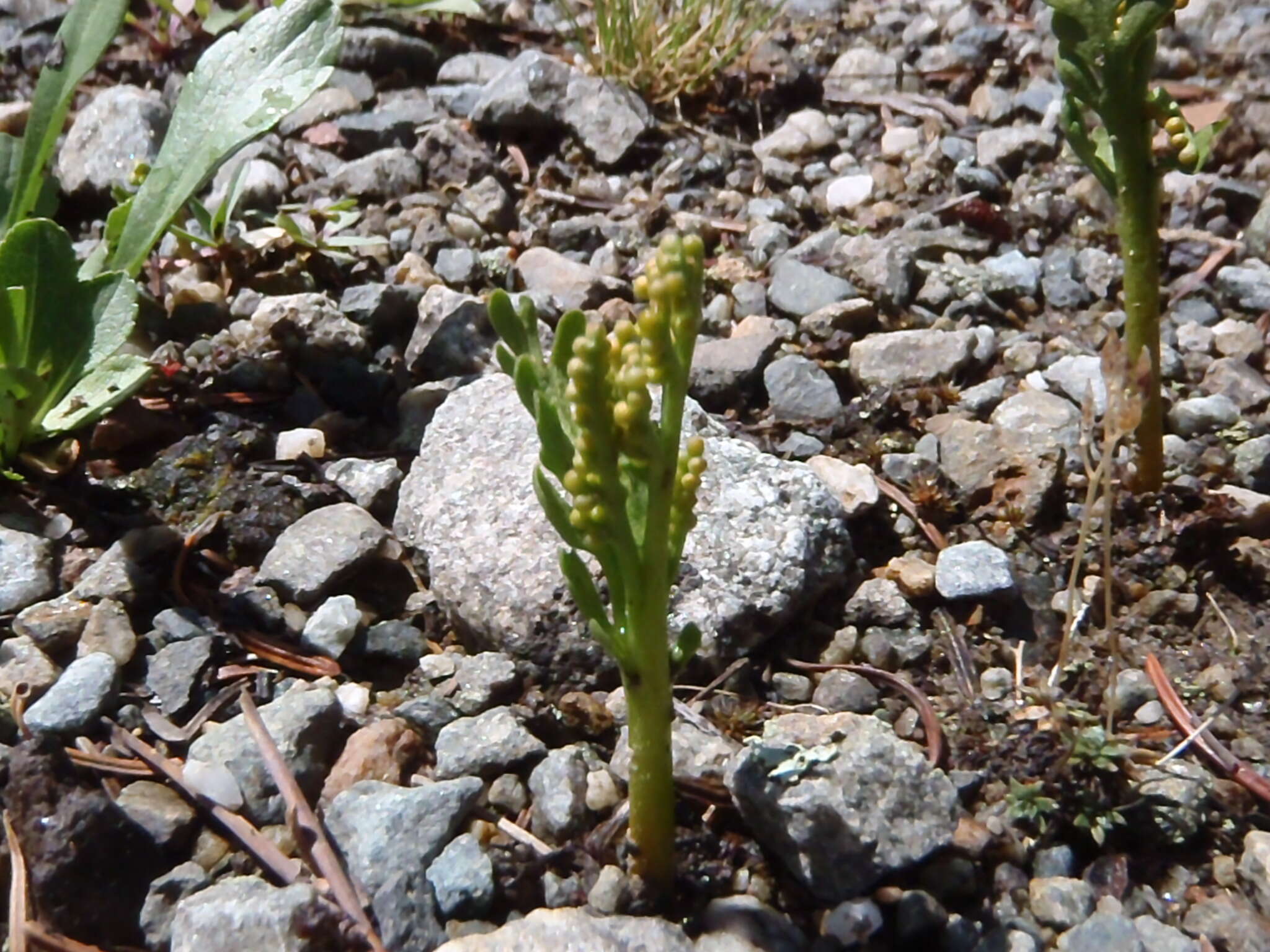 Image of reflected grapefern