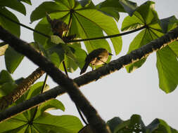 Image of Yagrumo Hembra, Trumpet-Tree