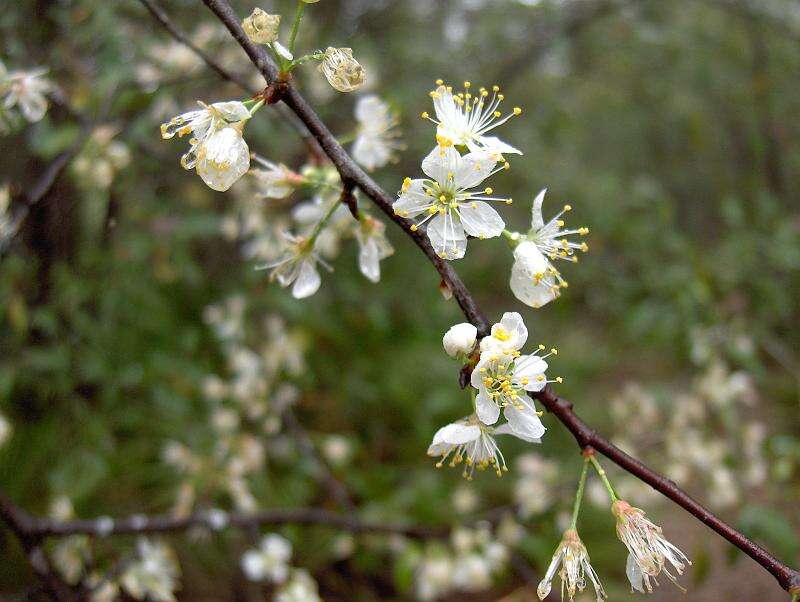 Image of American Plum