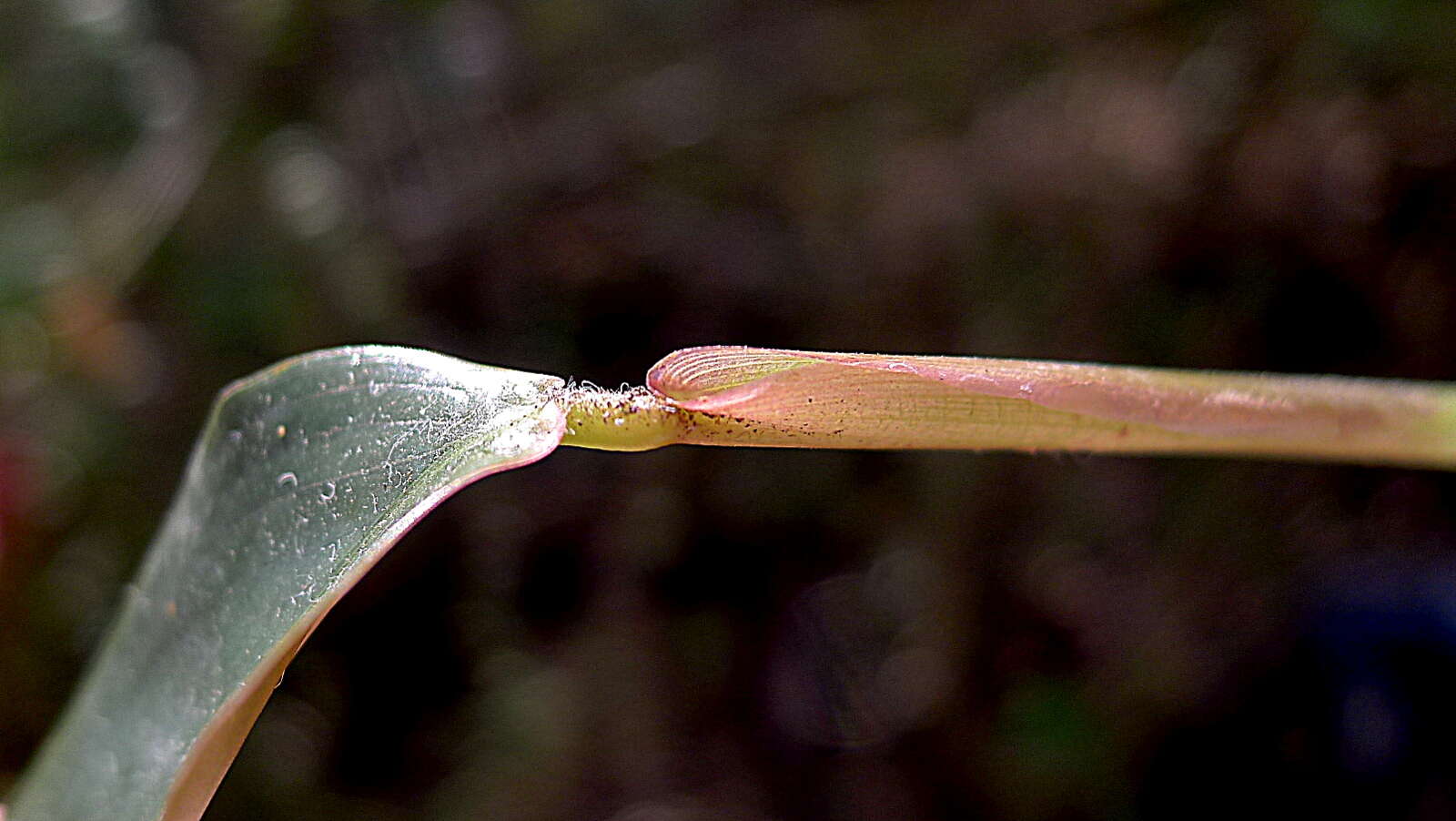 Image of Maranta subterranea J. M. A. Braga