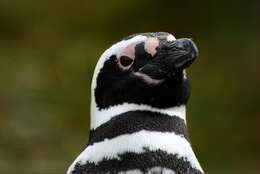 Image of Magellanic Penguin