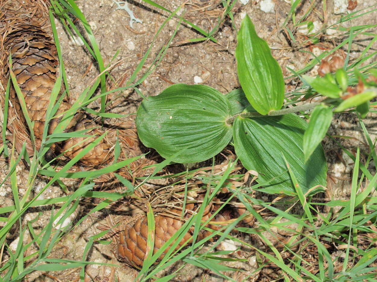 Image de Epipactis helleborine subsp. helleborine