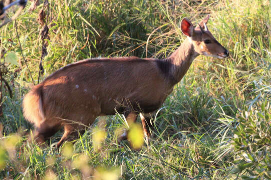 Image of Spiral-horned Antelope