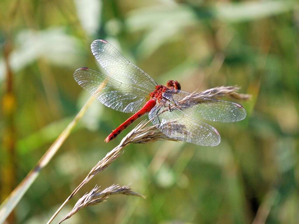 Image of Sympetrum Newman 1833