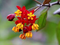 Image de Asclepias curassavica L.