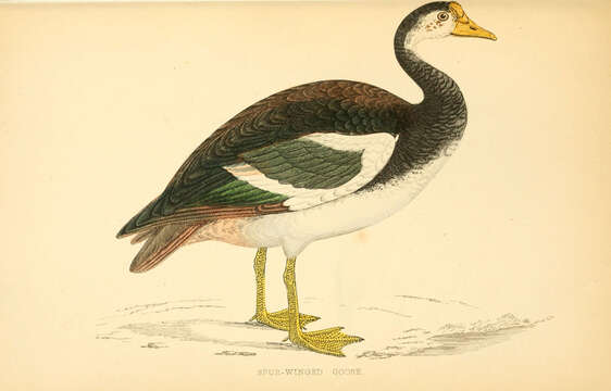 Image of Plectropterus Stephens 1824