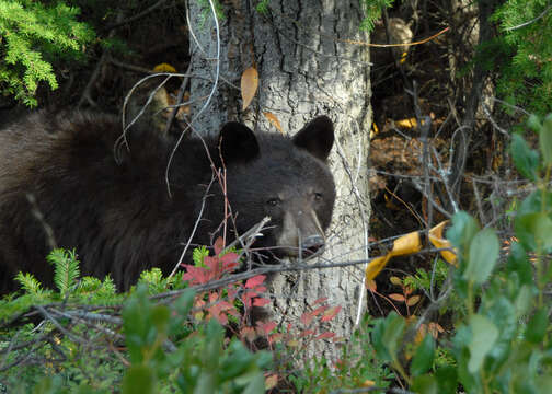 Image of American Black Bear