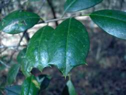 Image of American holly