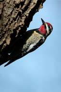 Image of Sapsucker