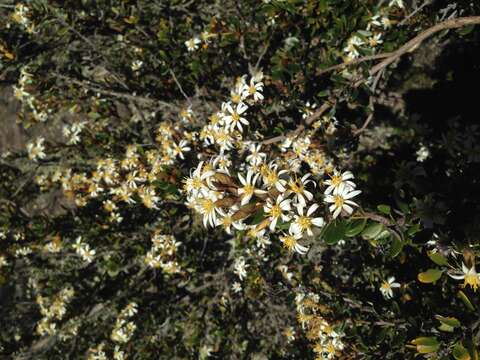 Image of Olearia tasmanica W. M. Curt.