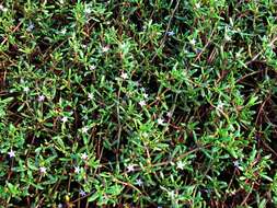 Image of sea purslane