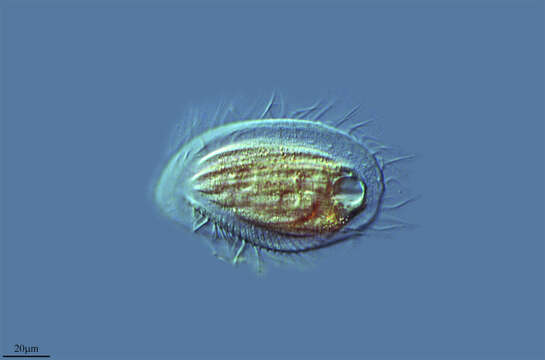 Слика од Phacodinium metschnicoffi