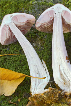 Image of Bonnet Mushroom