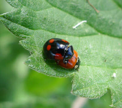 Image of twospotted lady beetle