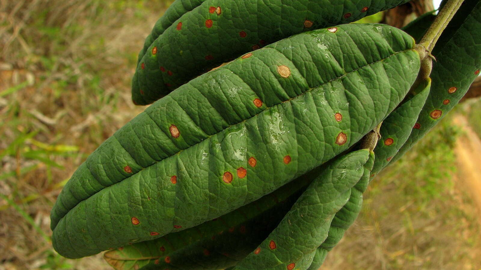 Andira legalis (Vell.) Toledo的圖片