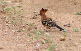 Image of hoopoes