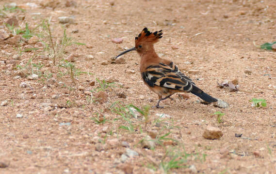 Image of African Hoopoe