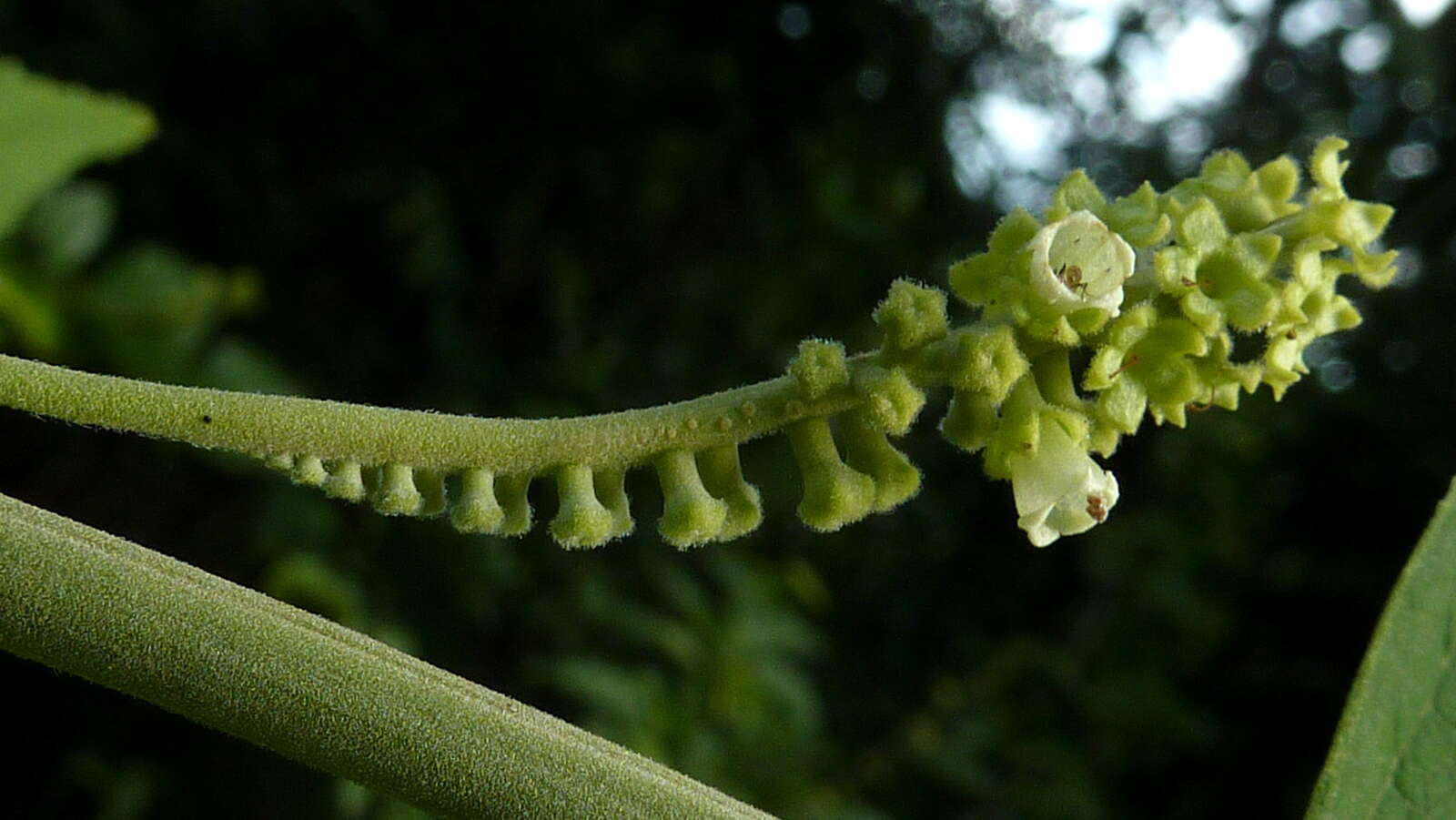 Imagem de Varronia glandulosa (Fresen.) A. Borhidi